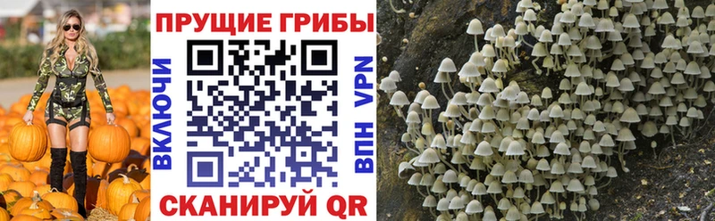 где найти наркотики  Волгодонск  МЕГА как зайти  Галлюциногенные грибы GOLDEN TEACHER 